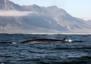 The Brydes Whale